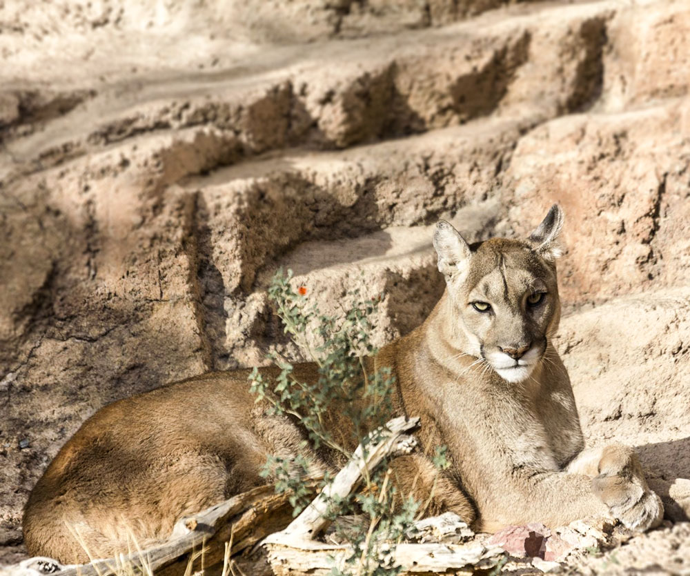 Mountain Lion in the Arizona Sonora Desert Museum.